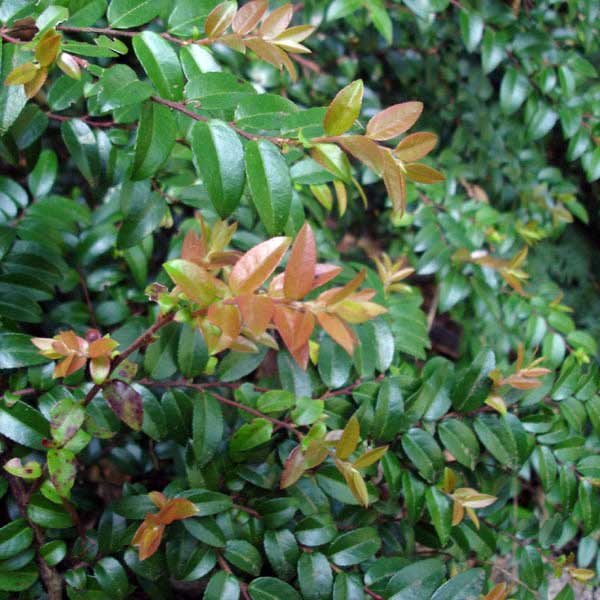 Evergreen huckleberry bronze new growth