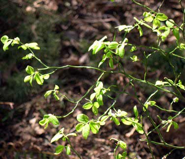foliage