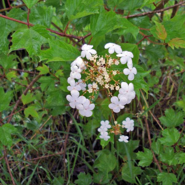highbush cranberry in bloom