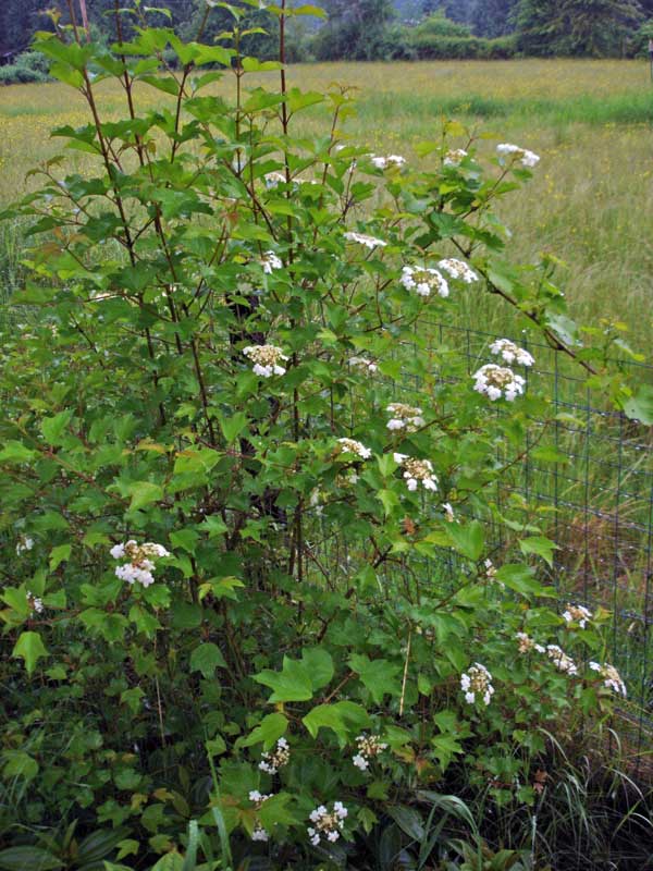 highbush cranberry in bloom