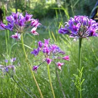 Taper-tip onion flowers