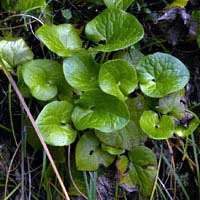Wild ginger