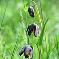 chocolate lily