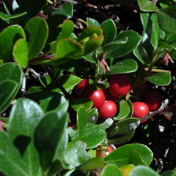 kinnickinnik fruit