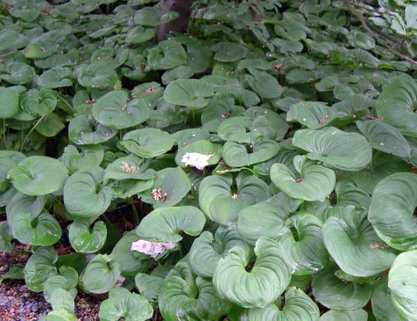 spreading groundcover