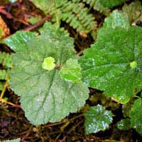 piggyback plant