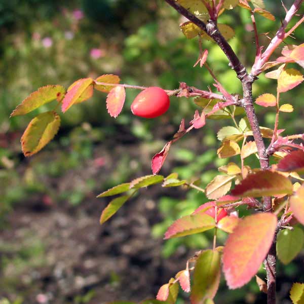 baldhip rose's bald hip