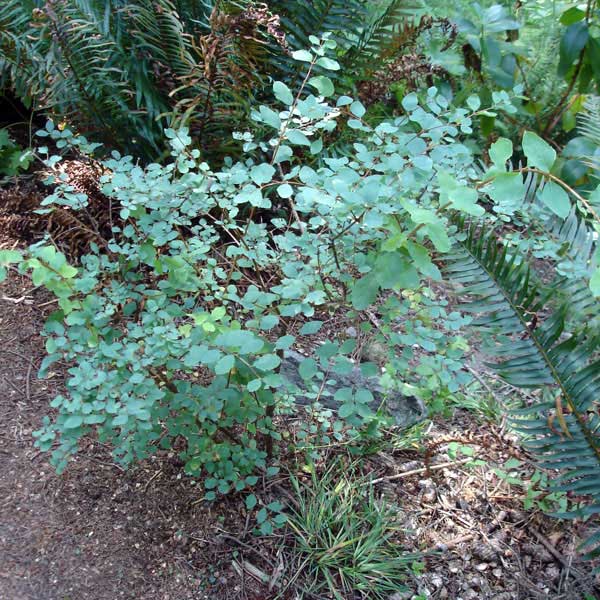 snowberry 