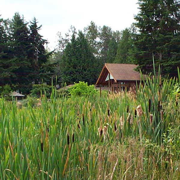 Cattail along shoreline
