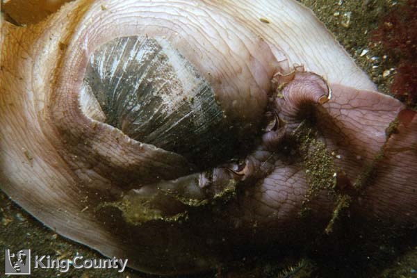 Photo of Moon Snail - Euspira lewisii