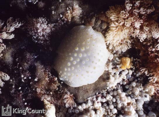 Photo of Dorid Nudibranch - Acanthodoris hudsoni