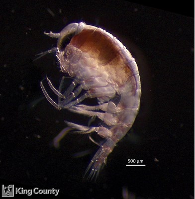 Photo of Amphipoda