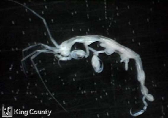 Photo of Skeleton Shrimp - Caprella mendax
