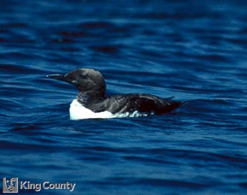 Photo of Common Murre - Uria aalge