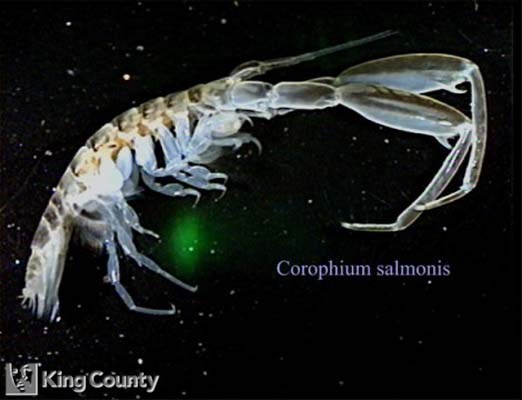 Photo of Corophium Salmonis - Corophium salmonis