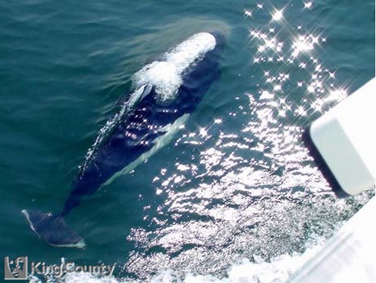 Photo of Dall's Porpoise - Phocoenoides dalli