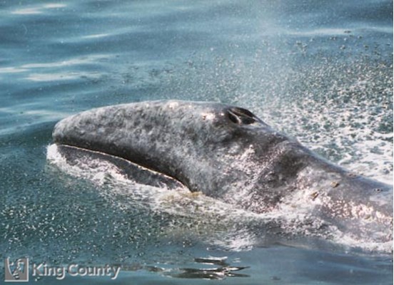 Photo of Gray Whatle - Eschrichtius robustus