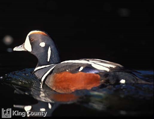 Photo of Harlequin Duck - Histrionicus histrionicus