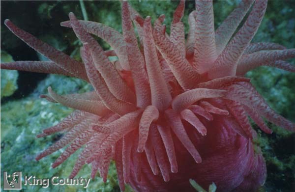 Photo of Crimson Anemone - Cribinopsis fernaldi