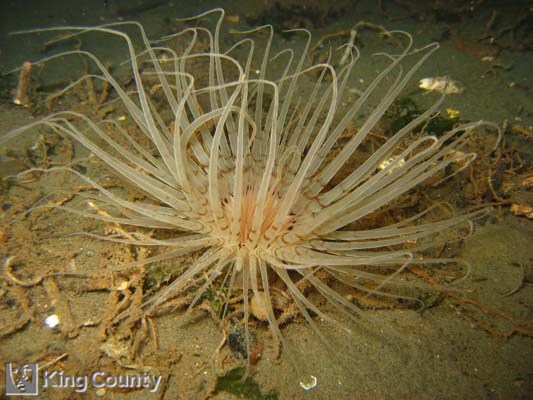 Photo of Tube-Dwelling Anemone - Pachycerianthus fimbriatus