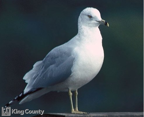Photo of Ring Billed Gull - Larus delawarensis