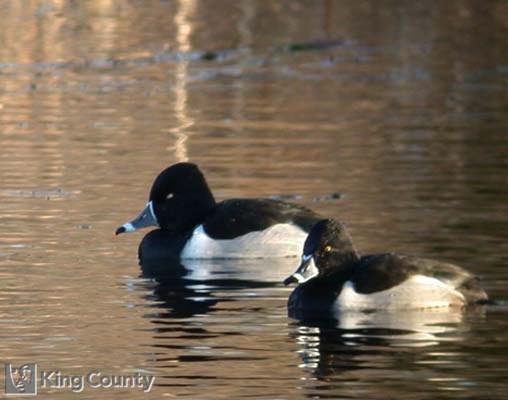 Photo of Ring Necked Duck - Aythya collaris