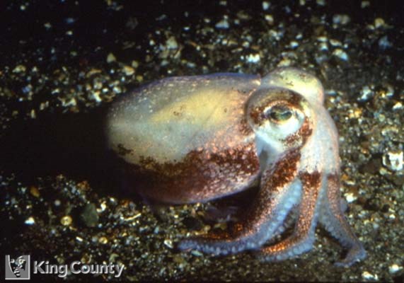 Photo of Stubby Squid - Rossia pacifica