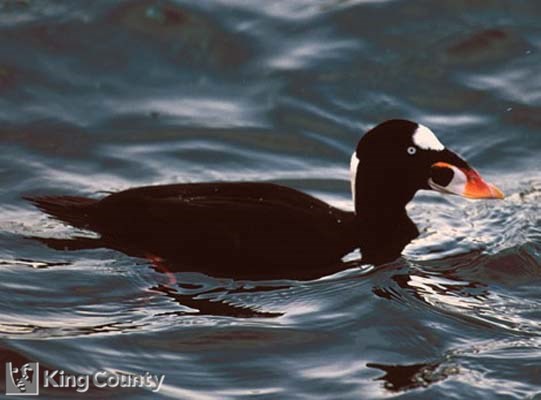 Photo of Surf Scoter - Melanitta perspicillata