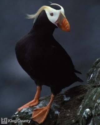 Photo of Tufted Puffin - Fratercula cirrhata