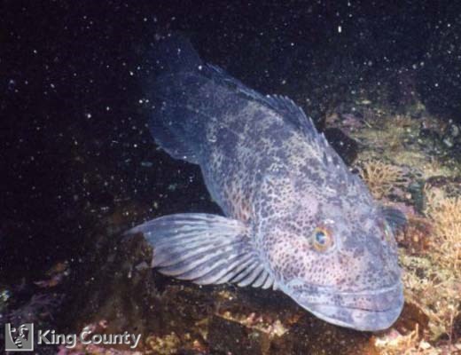 Photo of Lingcod - Ophiodon elongatus