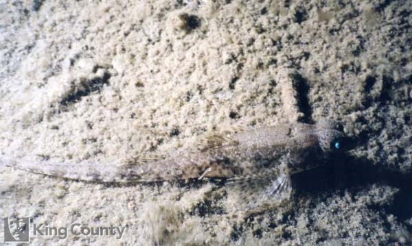 Photo of Pygmy Poacher - Odontopyxis trispinosa