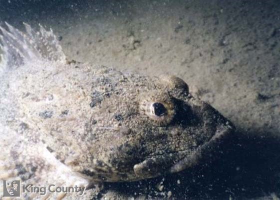 Photo of Great Sculpin - Myoxocephalus polyacanthocephalus