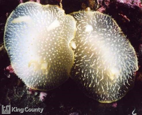 Photo of Hudson's Dorid - Acanthodoris hudsoni
