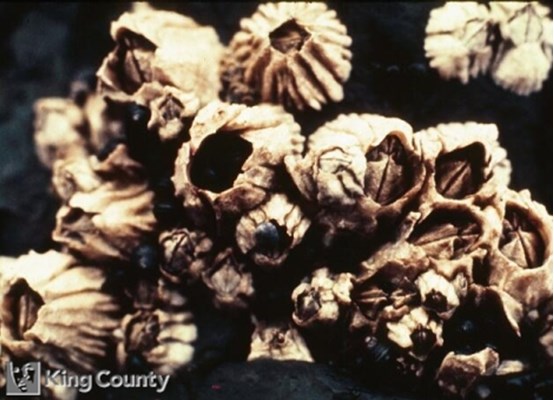 Photo of Acorn Barnacles - Balanus nubilus
