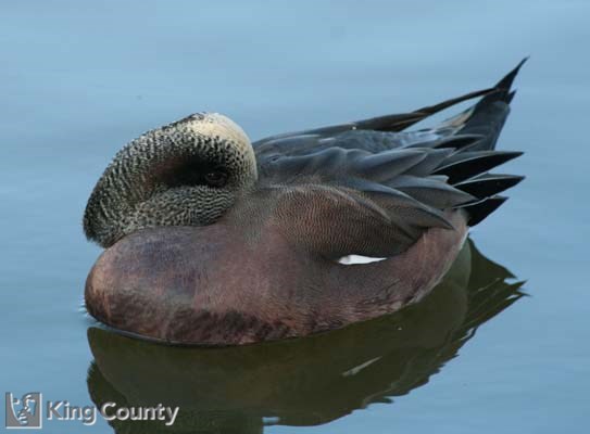 Photo of American Wigeon - Anas americana