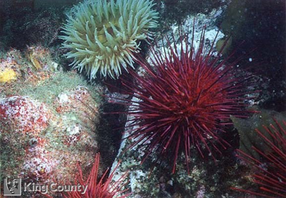 Photo of Purple Sea Urchin - Strongylocentrotus purpuratus