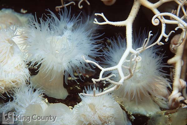 Photo of Anemone - Metridium senile