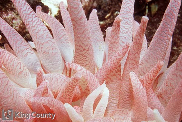 Photo of Crimson Anemone - Cribinopsis fernaldi