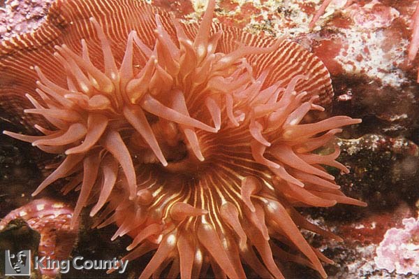 Photo of White-Spotted Rose Anemone - Epiactis prolifera