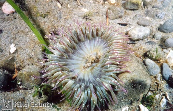 Photo of Aggregating Anemone - Anthopleura artemisia