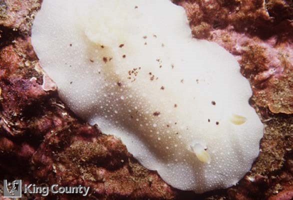 Photo of White Nudibranch - Geitodoris heathi