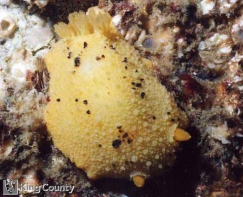 Photo of Montery Dorid - Doris montereyensis