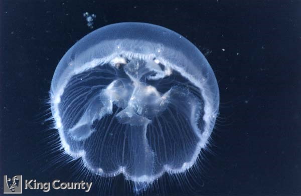 Photo of Moon Jellyfish - Aurelia auritaa