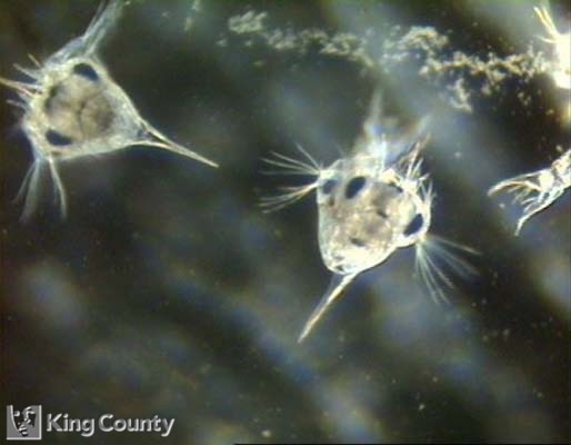 Photo of Larval Yellow Shore Crab - Hemigrapsus oregonensis