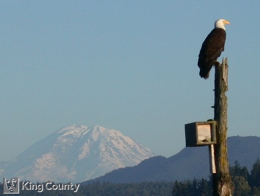 Photo of Bald Eagle - Haliaeetus leucocephalus