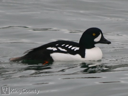 Photo of Bucephala islandica