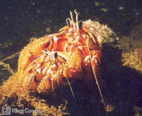 Photo of Hermit Crabs - Pagurus armatus