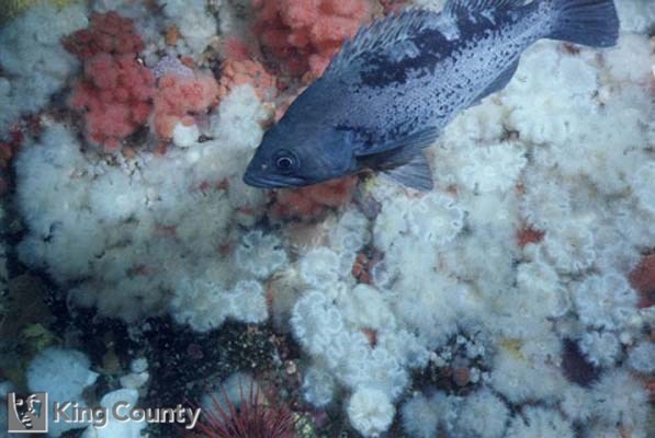 Photo of Black Rockfish - Sebastes melanops