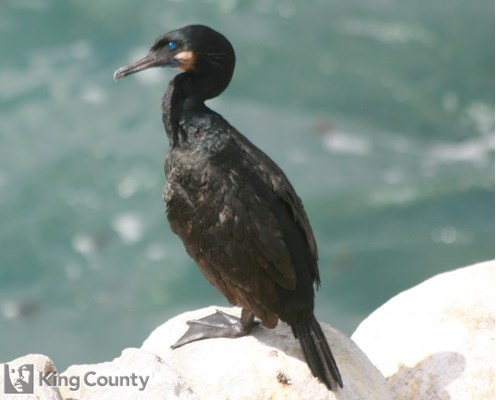 Photo of Phalacrocorax pencillatus