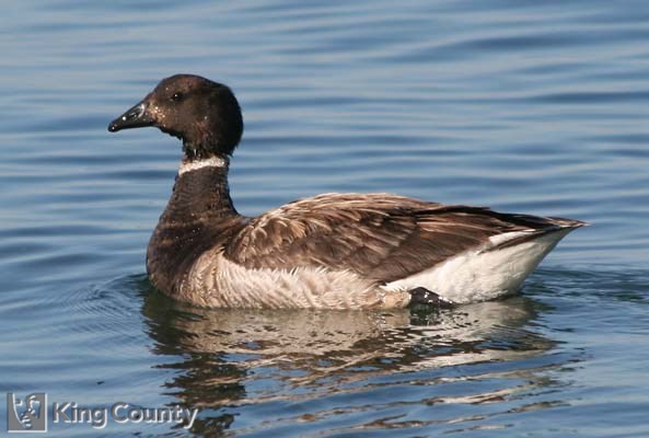 Photo of Brant - Branta bernicla